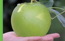 丰达种业：这种早熟梨，脆嫩多汁，十分清甜，被誉为梨果中的一颗新星